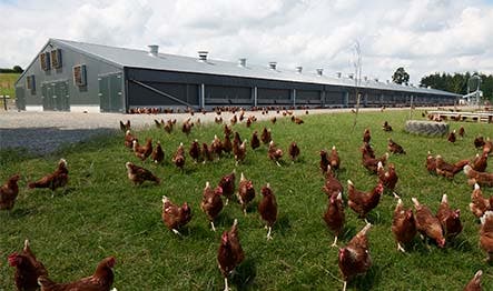 Chicken Farm