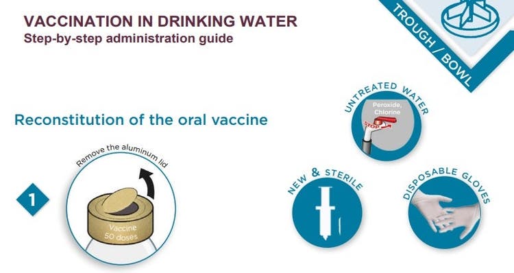 Vaccination in drinking water