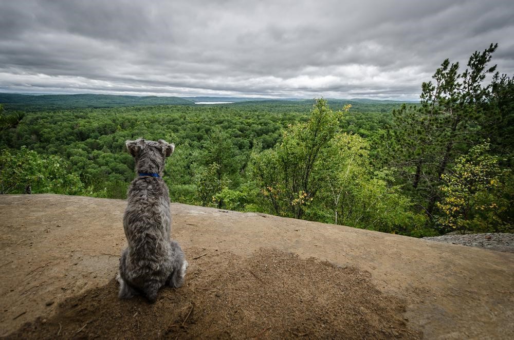 Obrazek psa siedzącego na lące który ma objawy tasiemca