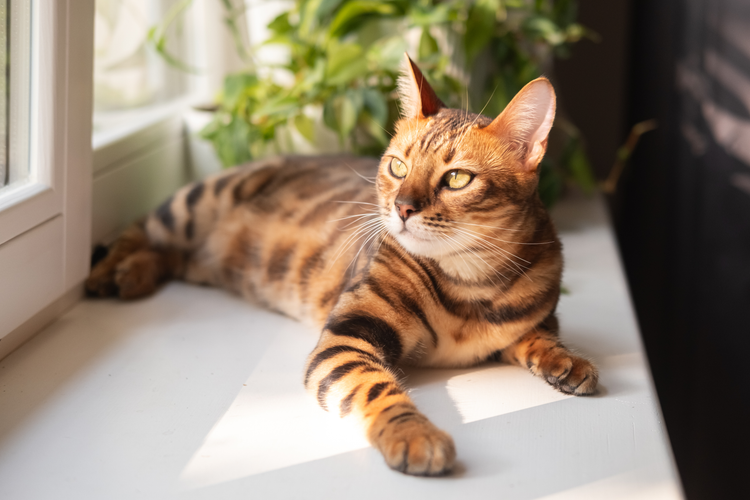 Bengal cat lying on a windowsill