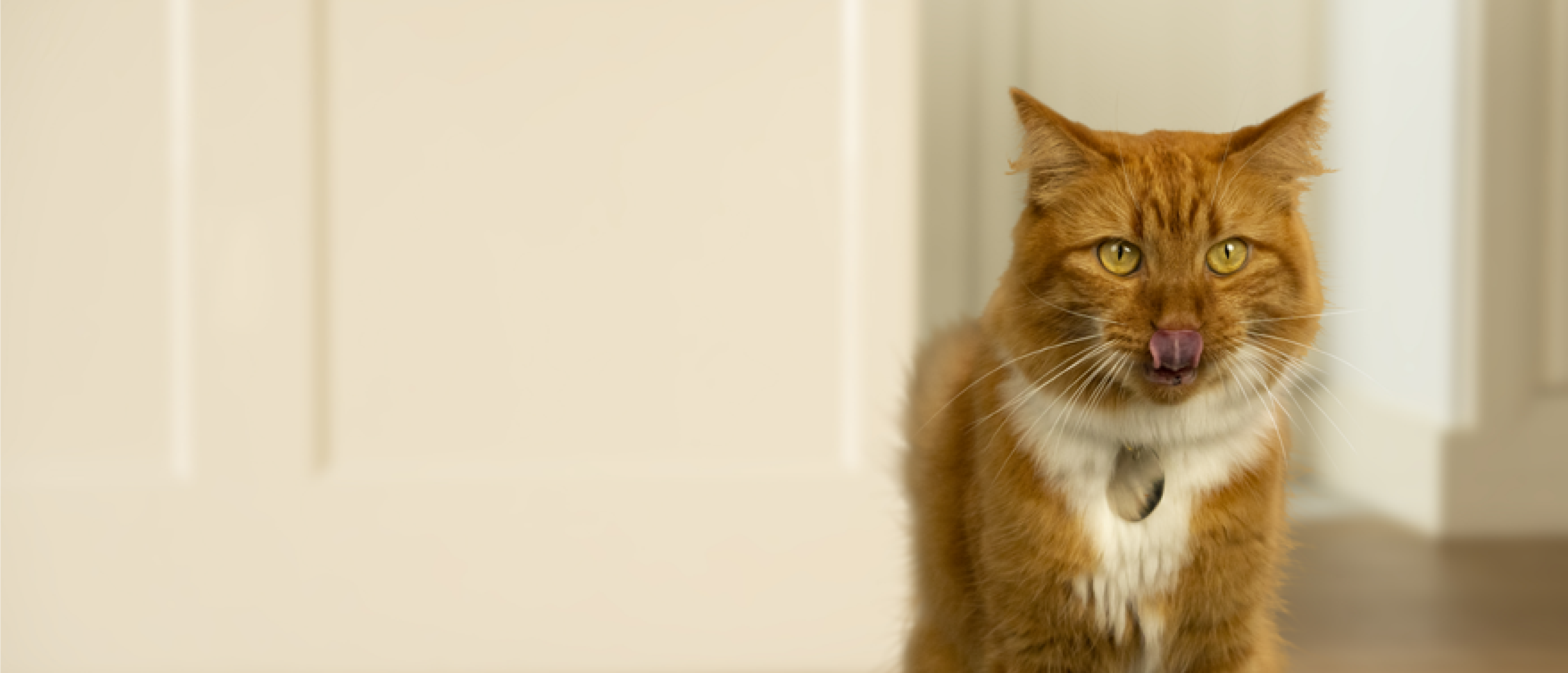 Banner sobre Credeli gatos