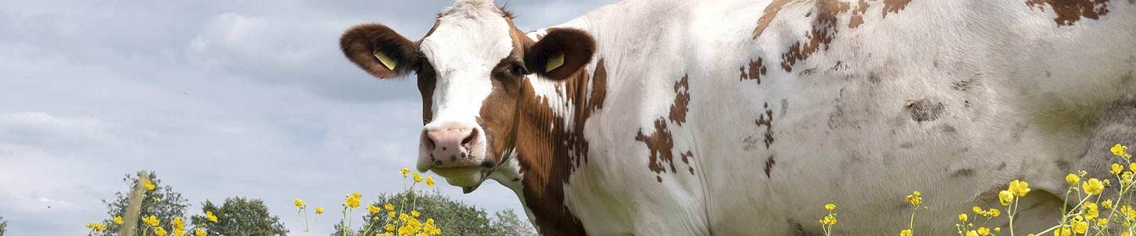 Dairy Health