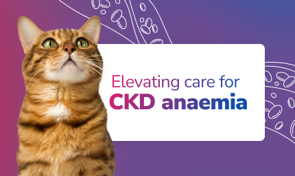 Bengal Cat. Elevating care for CKD anaemia