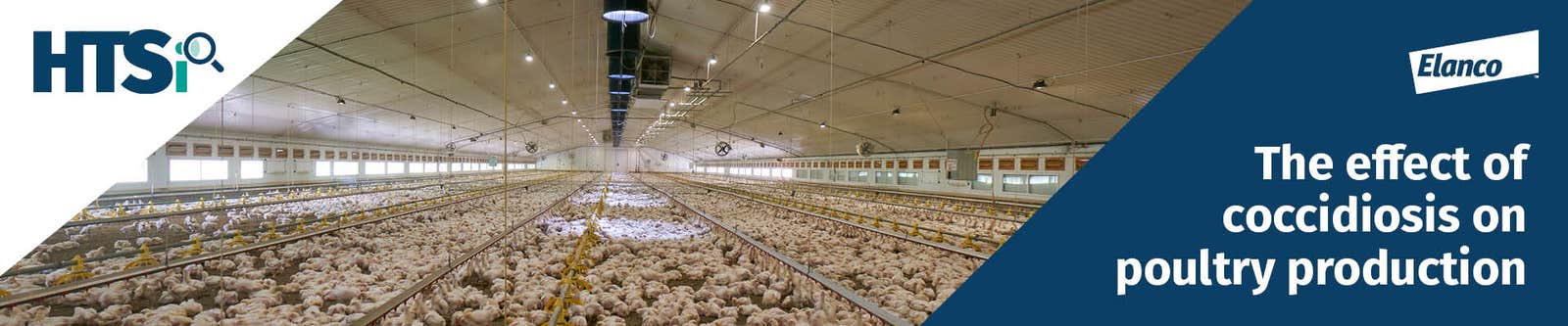 The effect of coccidiosis on poultry production banner