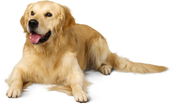 Zenrelia dog