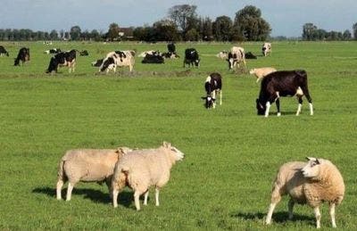 ruminants in field