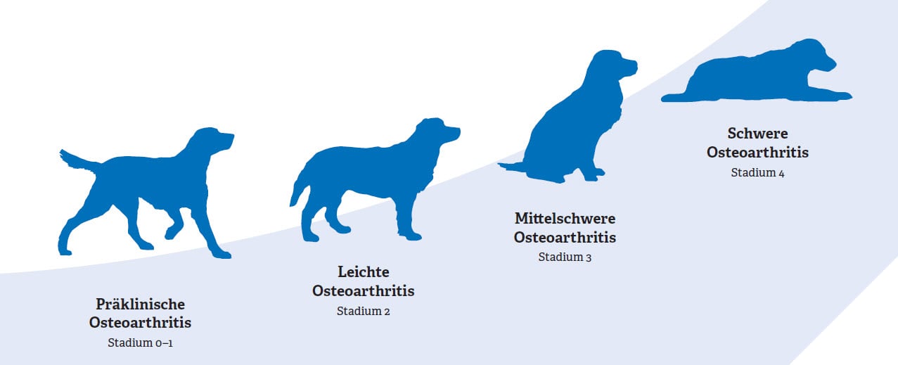 kritiker nudler Koordinere Osteoarthritis beim Hund früher erkennen/monitoren mit COAST