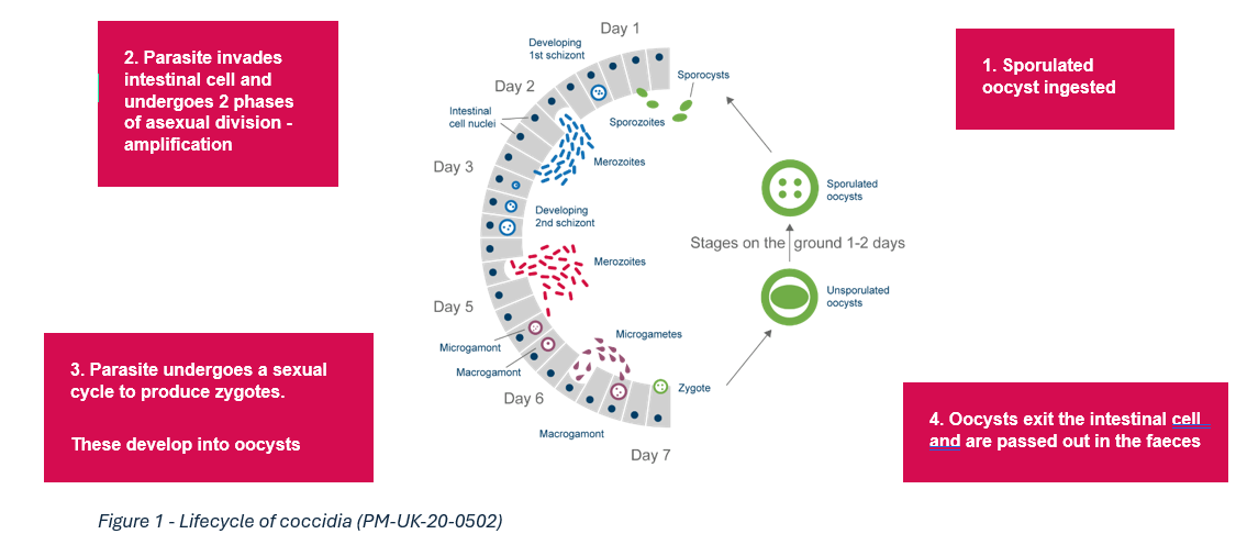 coccidia lifecycle