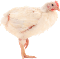 Chicken on one leg