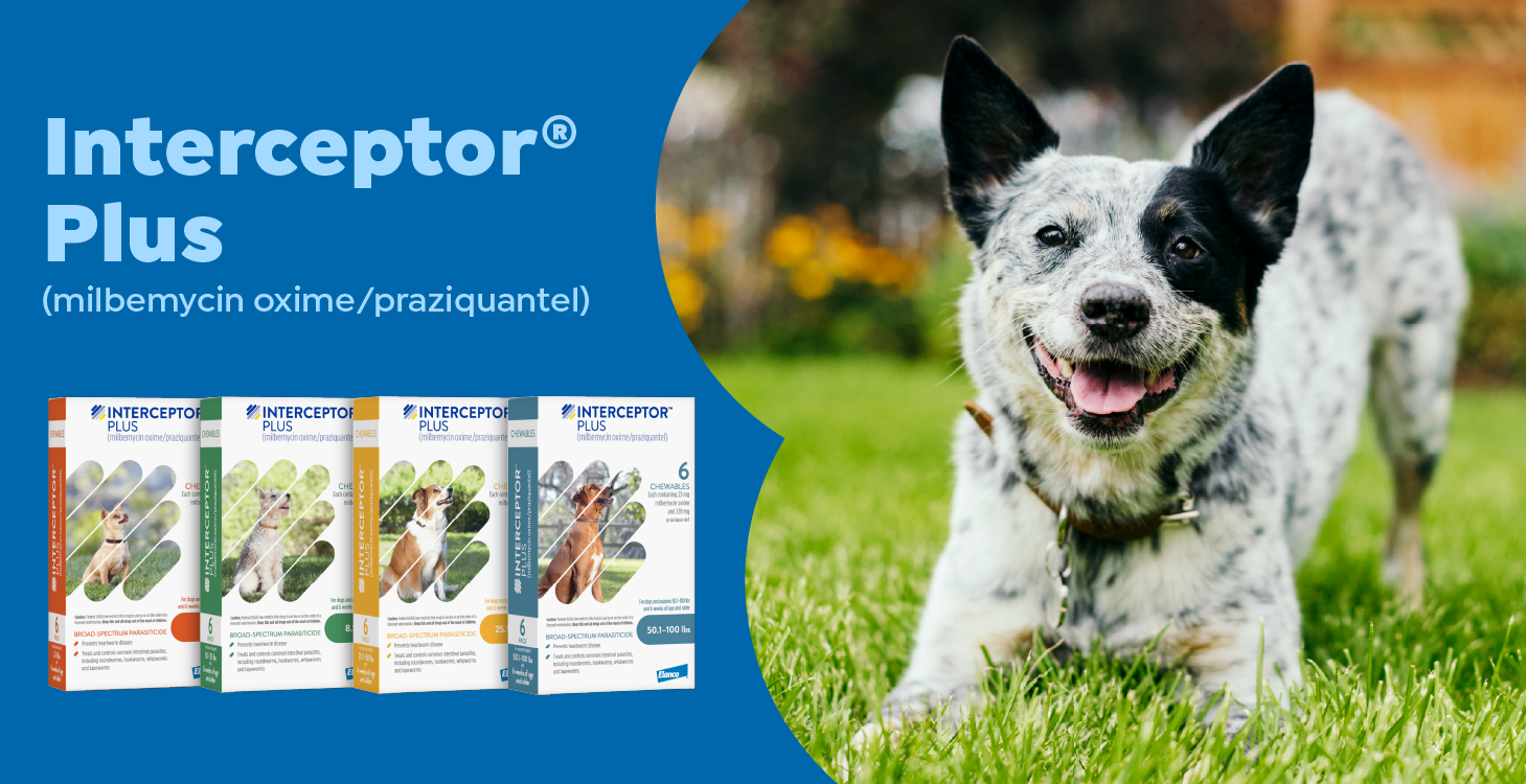 What Can I Give My Dog for Parasites: Safe & Effective Remedies