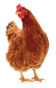 Standing chicken