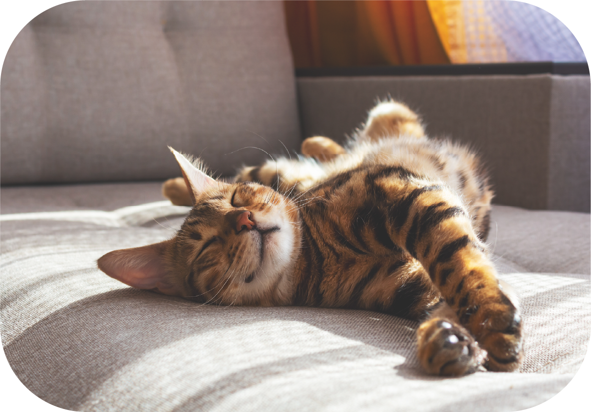 Gato rajado deitado de barriga para cima em um sofá claro, com as patas esticadas e olhos semicerrados, aparentando estar relaxado enquanto a luz do sol entra pela janela ao fundo.