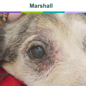 Marshall before treatment with Zenrelia for itch