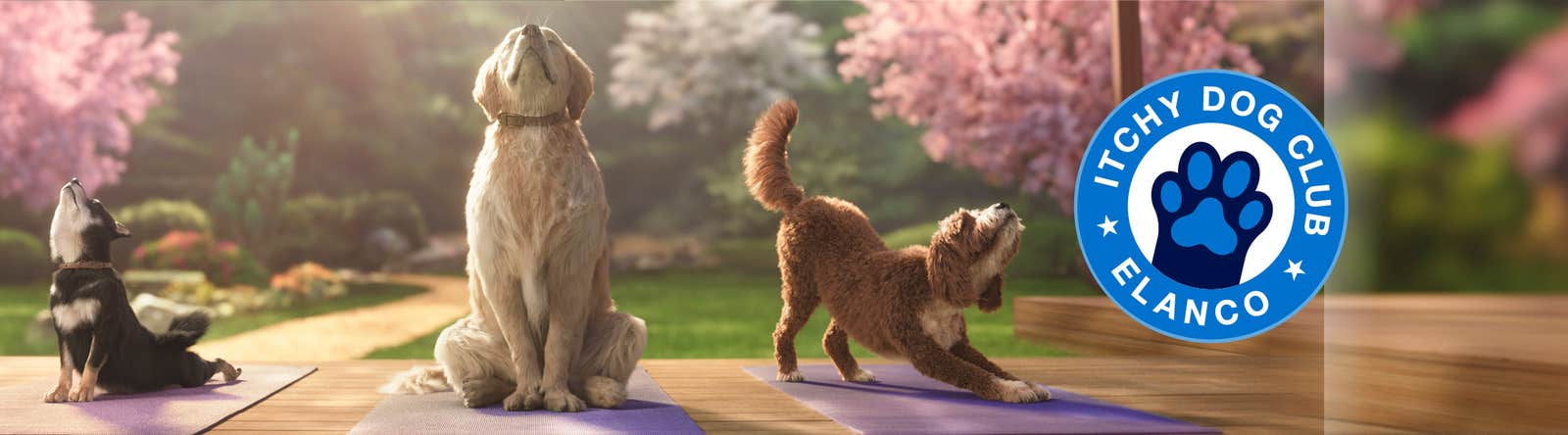 Three dogs doing yoga Itchy Dog Club