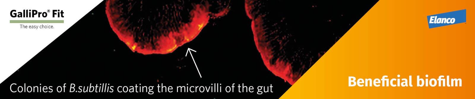 Gallipro Header Beneficial Biofilm