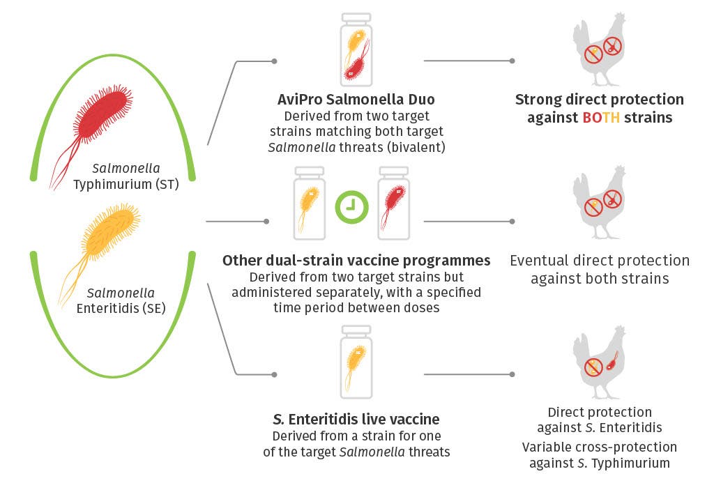 Co-fermentation diagram