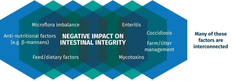 negative impact on intestinal integrity