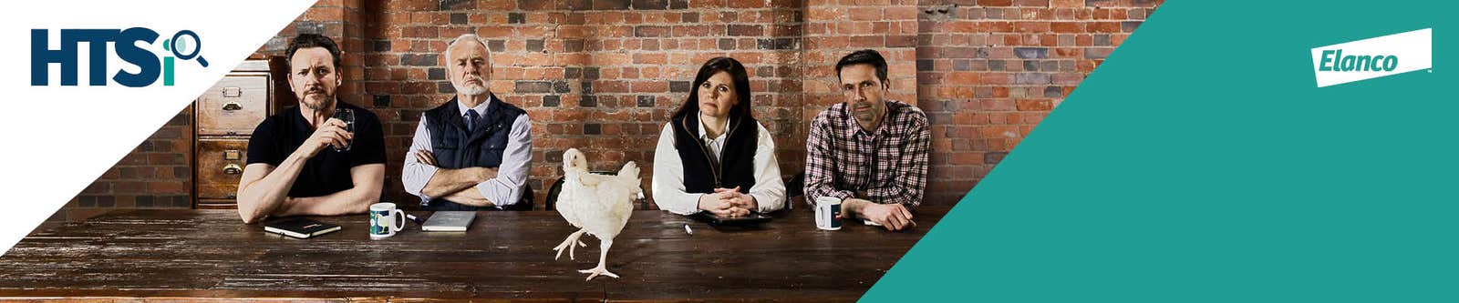 Coccidiosis in poultry: Everything you need to know banner