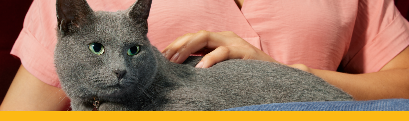 Banner quando você observar perda de apetite e perda de peso em gatos com DRC, pense em Elura