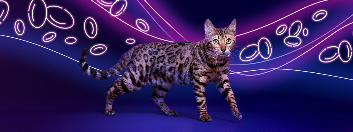 Gato fundo roxo Varenzin