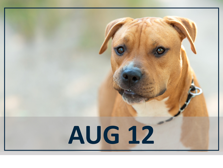 August 12 Do you know JAK?