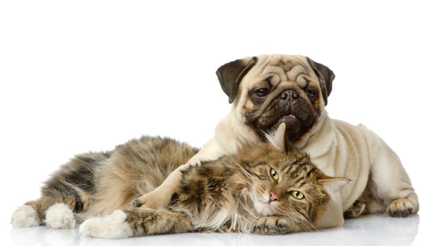 Pug e Gato deitados juntos
