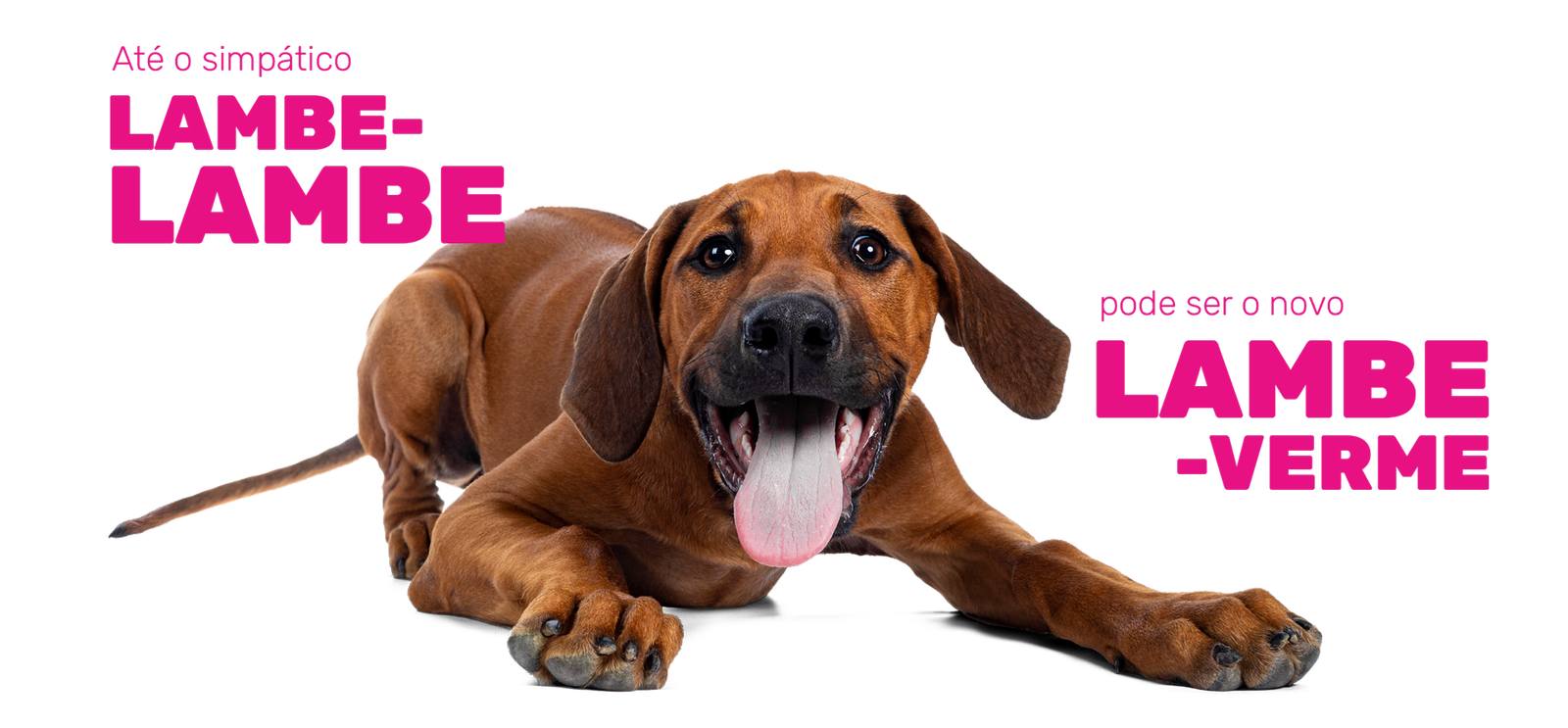Cachorro lambendo a tela
