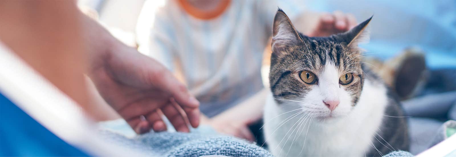 Cat being pet by two people while lying on a blue blanket