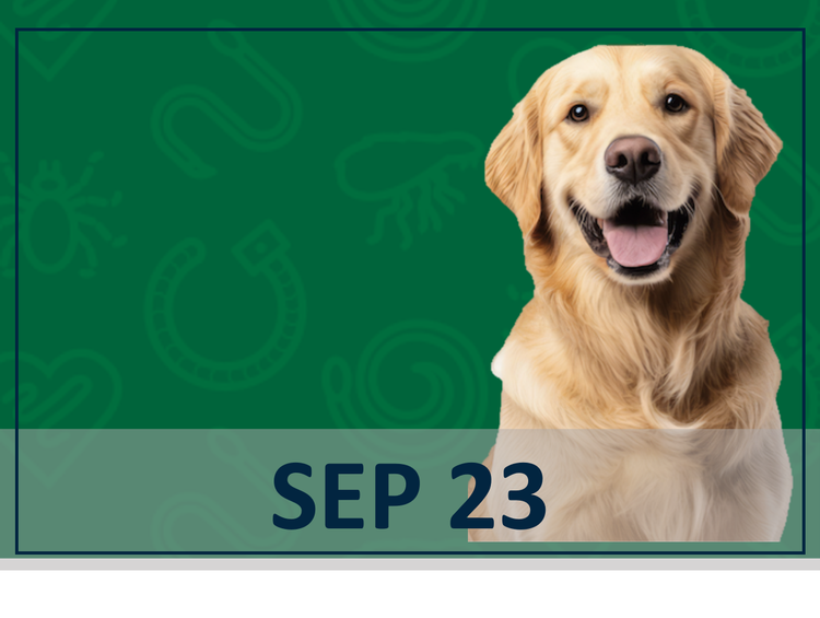 Credelio Quattro dog webinar