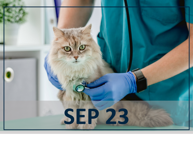 Advances in Feline Perioperative Pain Management