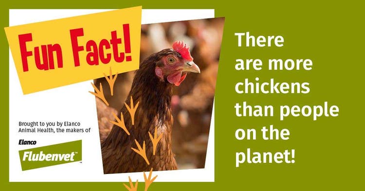 Chicken Social Posts Fun Fact