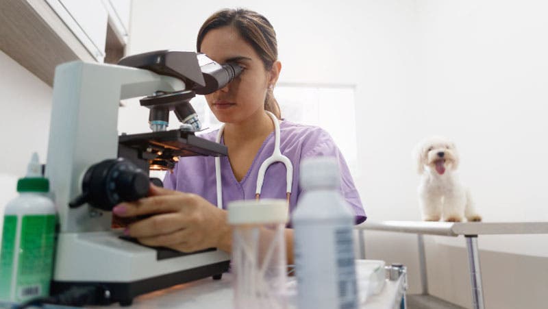 Woman at microscope