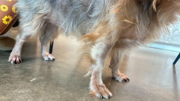 Dog standing