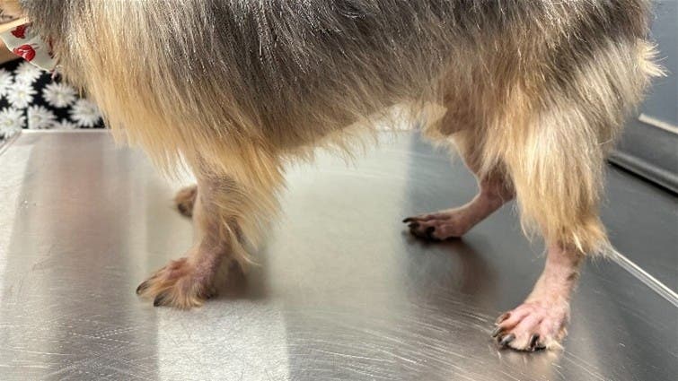 Dog standing without hair on his paws