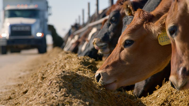 Cows eating in a bunk