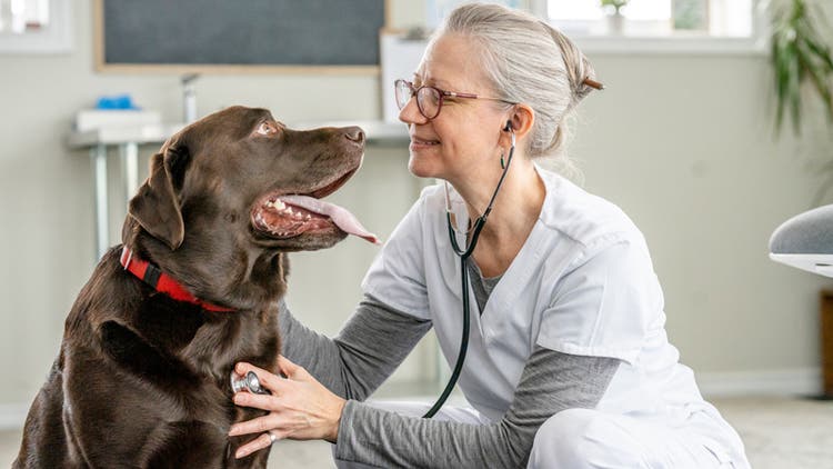 Veterinarian checking dog's heart rate