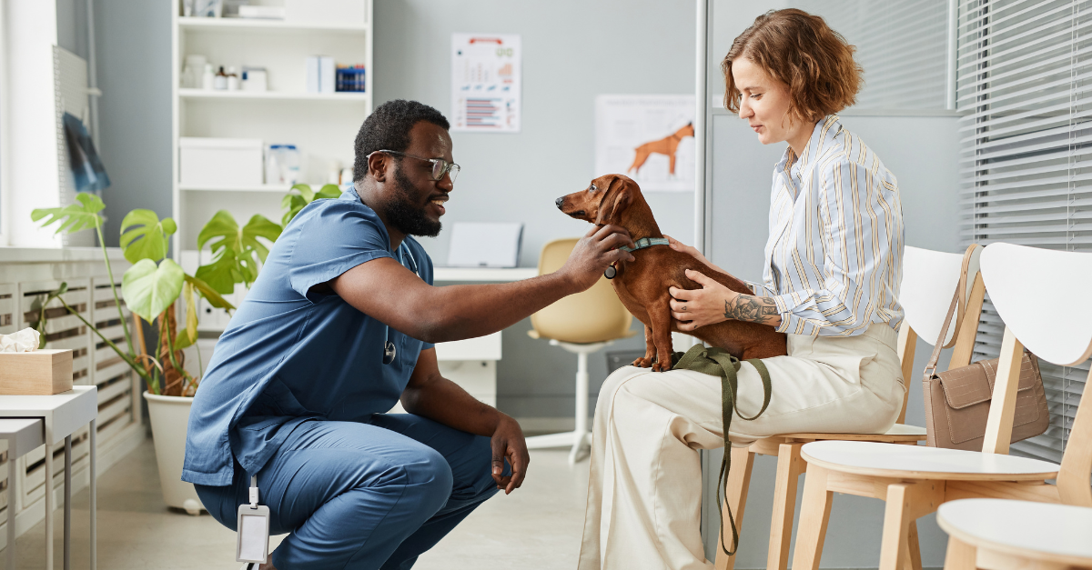 Small dog receiving care in veterinary office