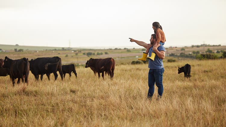 Man and Daughter looking at cows