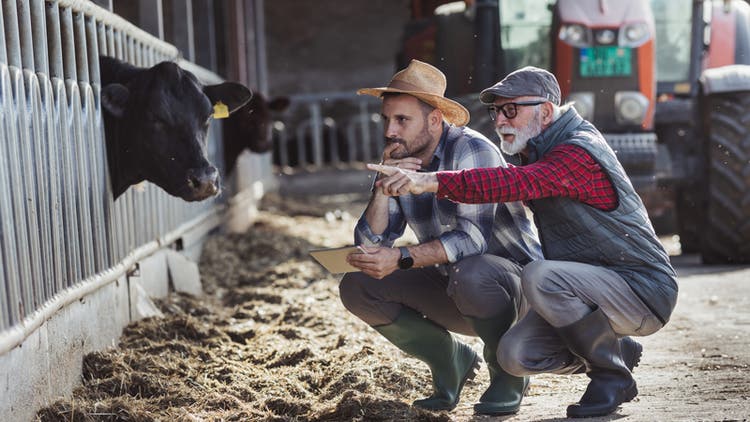 Farmers looking at a cow
