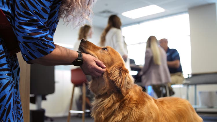 Elanco employee interacting with a dog in the office