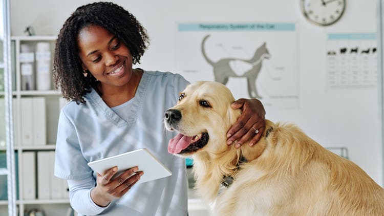 Veterinarian and dog