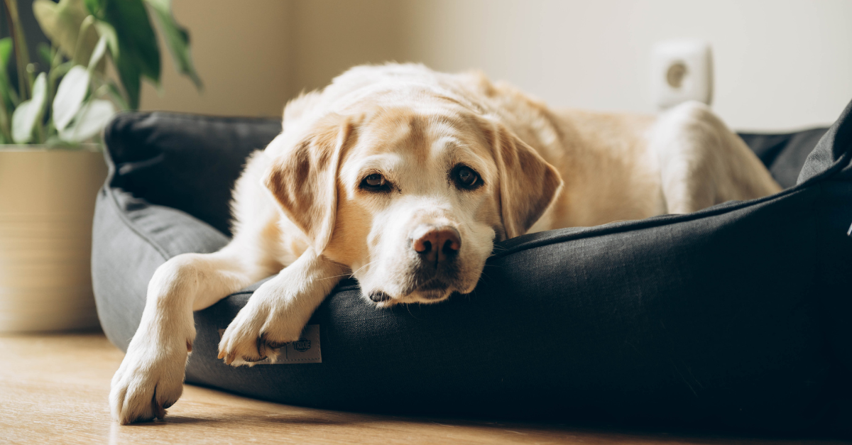 Old labrador retriever laying in dog bed