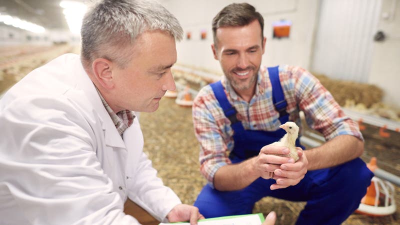 Farmer and veterinarian looking at a chicken