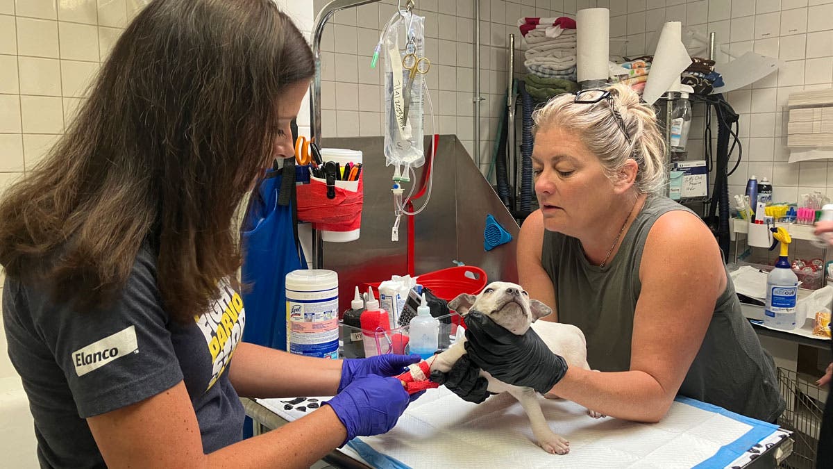 Veterinarian applying Canine Parvovirus Monoclonal Antibody to puppy
