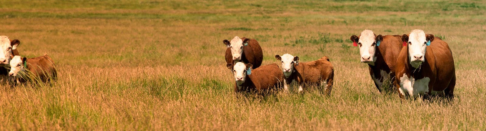 Herd of Hereford cows and calves graze in the sun.