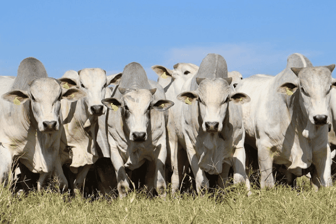 Touros nelore caminhando de frente para a câmera no pasto