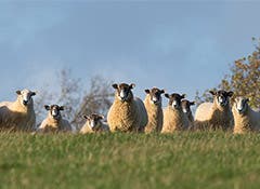 Select the right wormer for your sheep