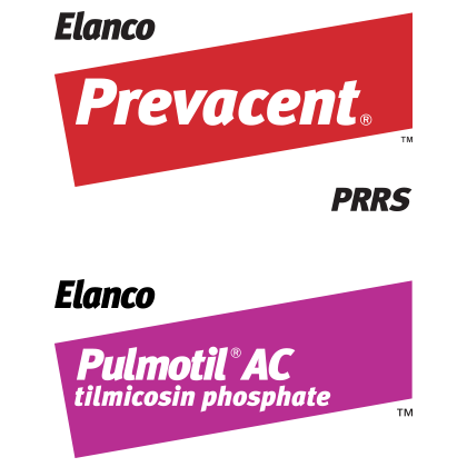 Prevacent PRRS and Pulmotil AC