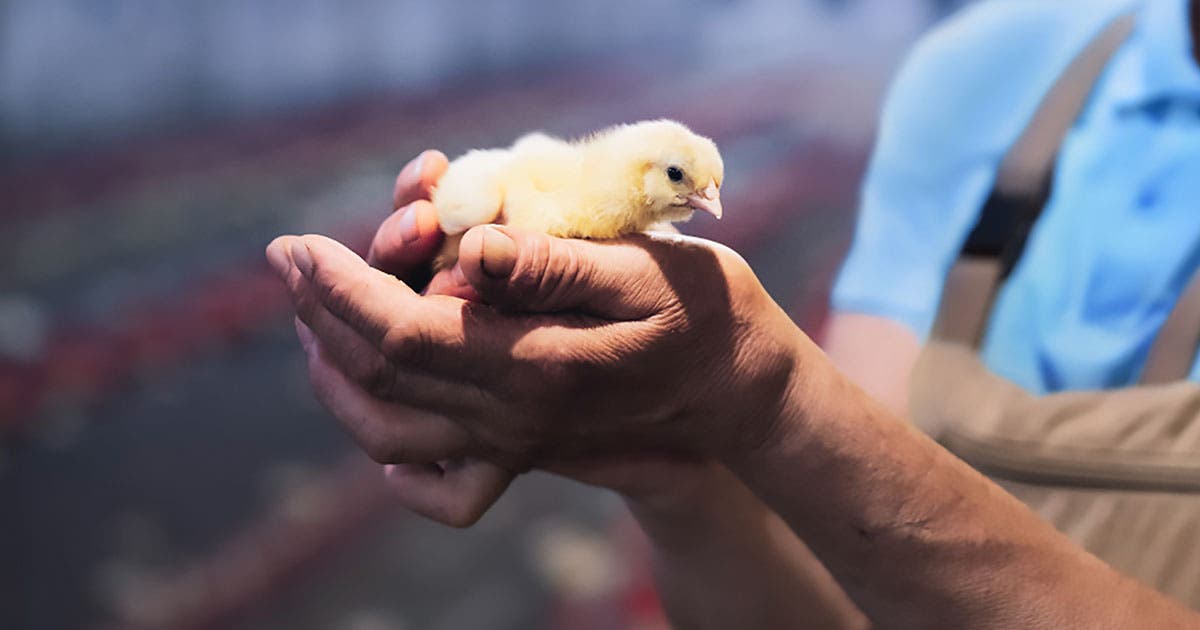 Baby chick in hand