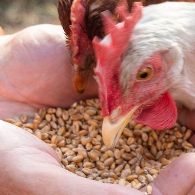 Chickens being hand fed